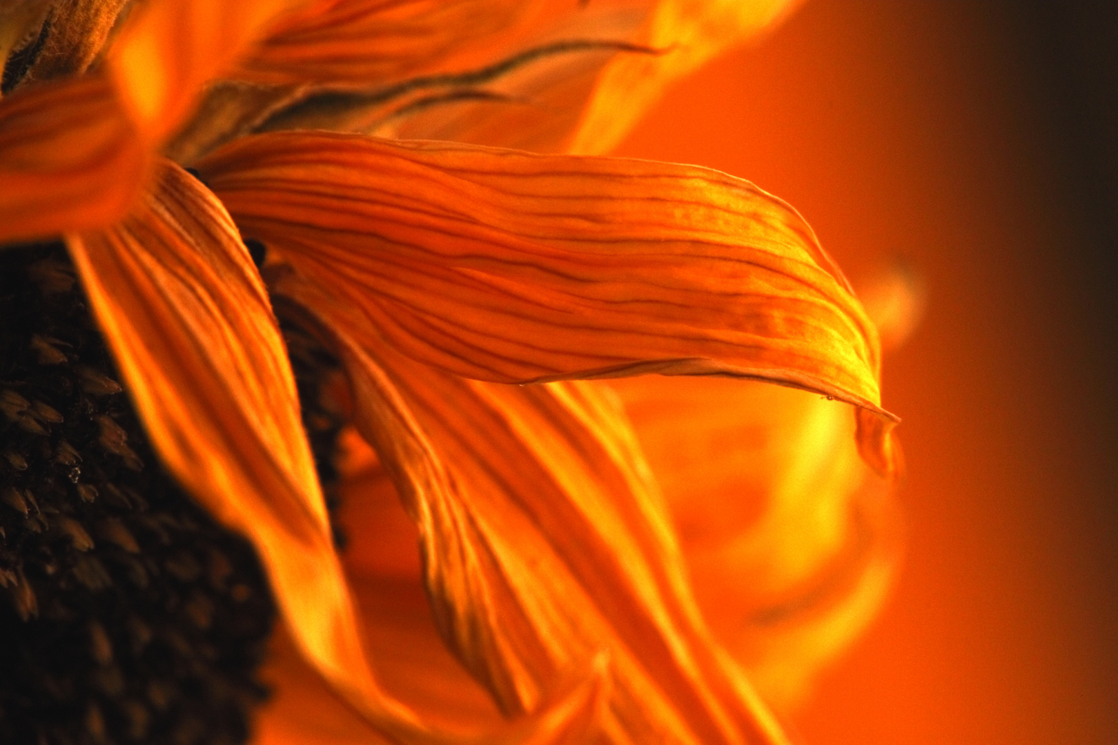 43+ Vertrocknete Sonnenblume Pflanzen, Dafür sollten sie spezielle