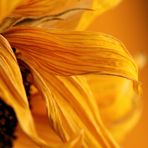 vertrocknete Sonnenblume