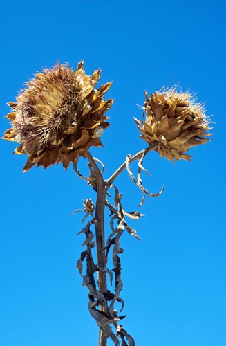 Vertrocknete Sonnenblume