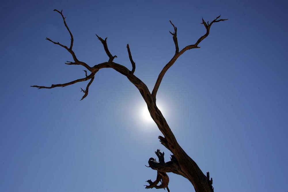 Vertrockneter Baum in Solitäre, Namibia