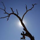 Vertrockneter Baum in Solitäre, Namibia