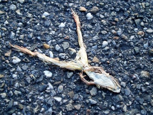 vertrockneter frosch am weg, 3.6.2005