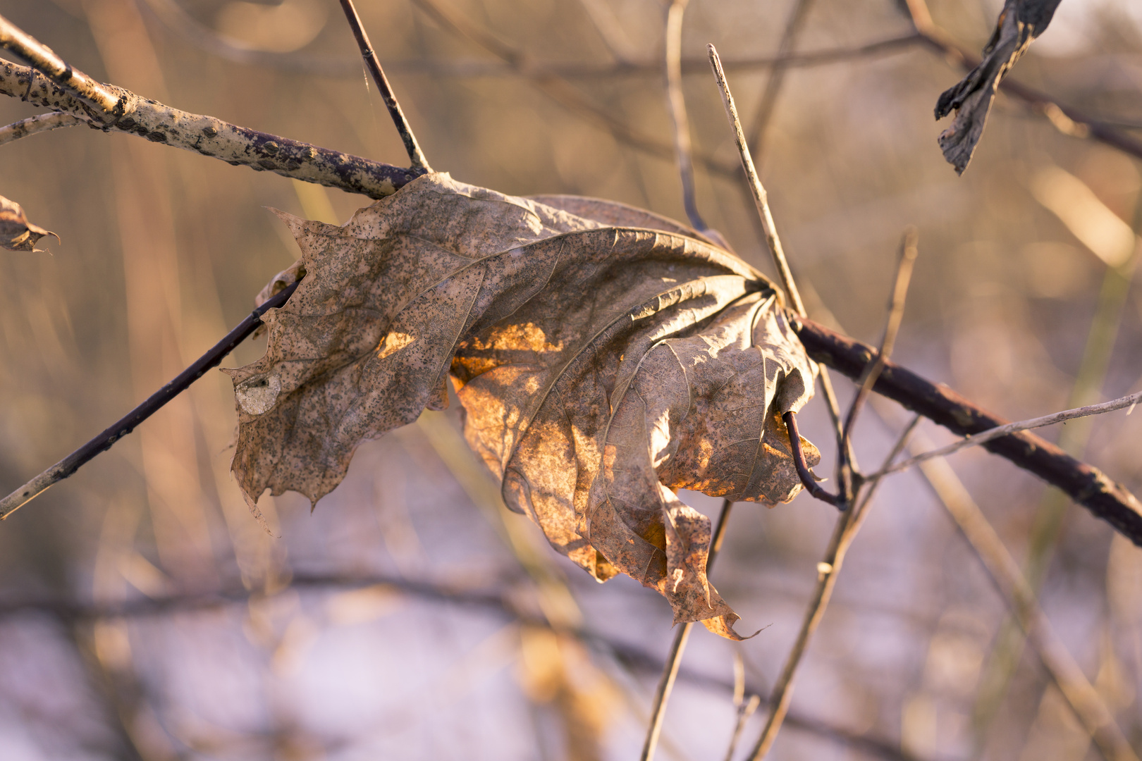 Vertrocknetes Blatt im Winter