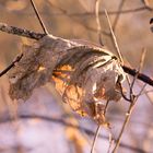 Vertrocknetes Blatt im Winter