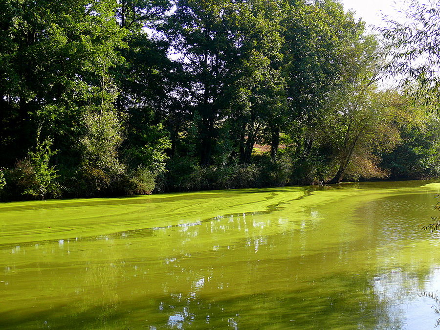 Verts d'eau