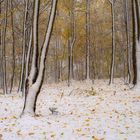 Verückter Herbst