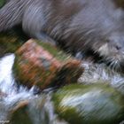 "verunglückter" Fischotter :-)