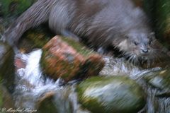 "verunglückter" Fischotter :-)