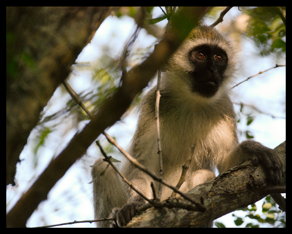 vervet monkey