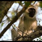 vervet monkey