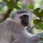 [ … Vervet Monkey ]