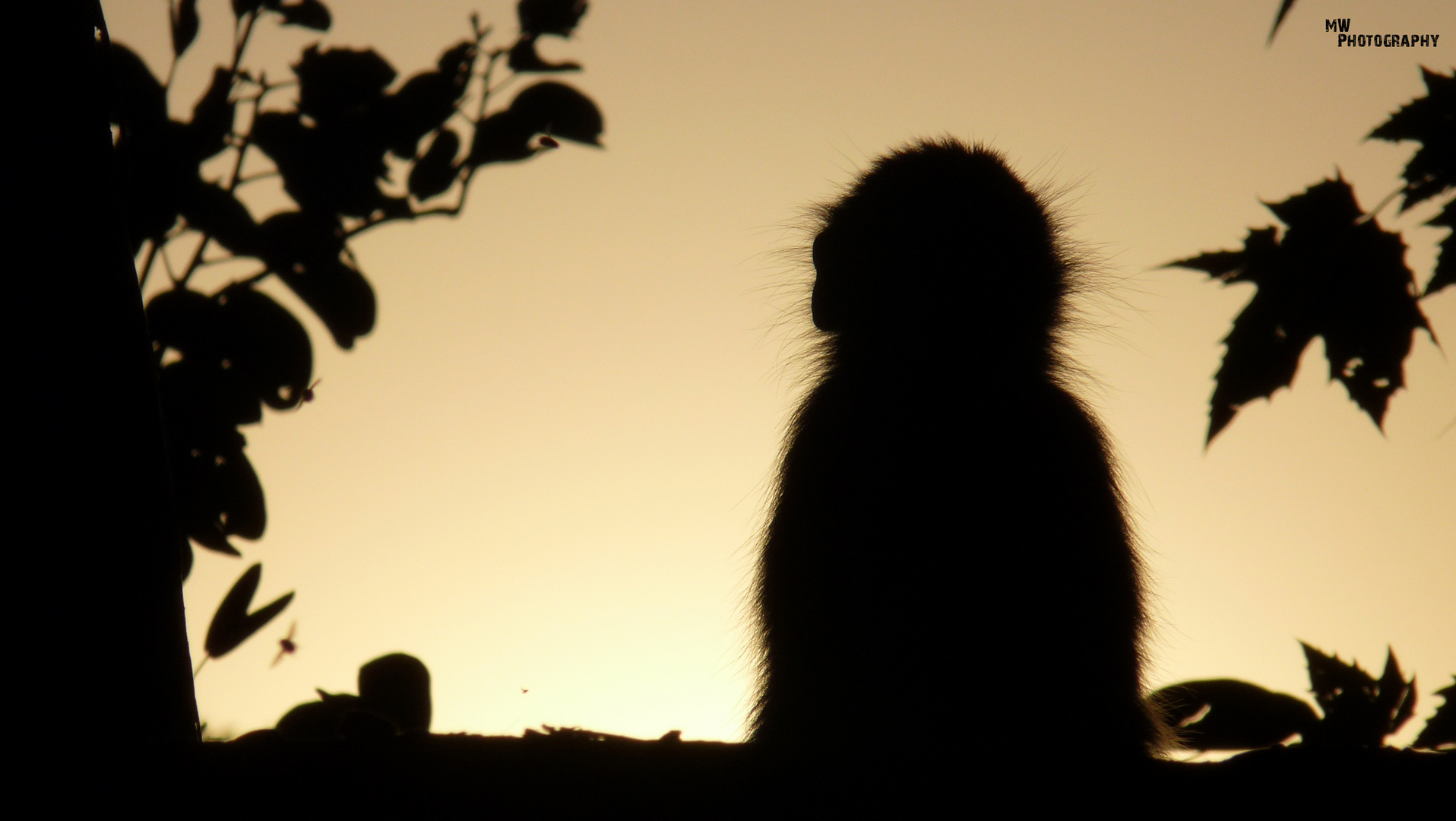 Vervet Monkey