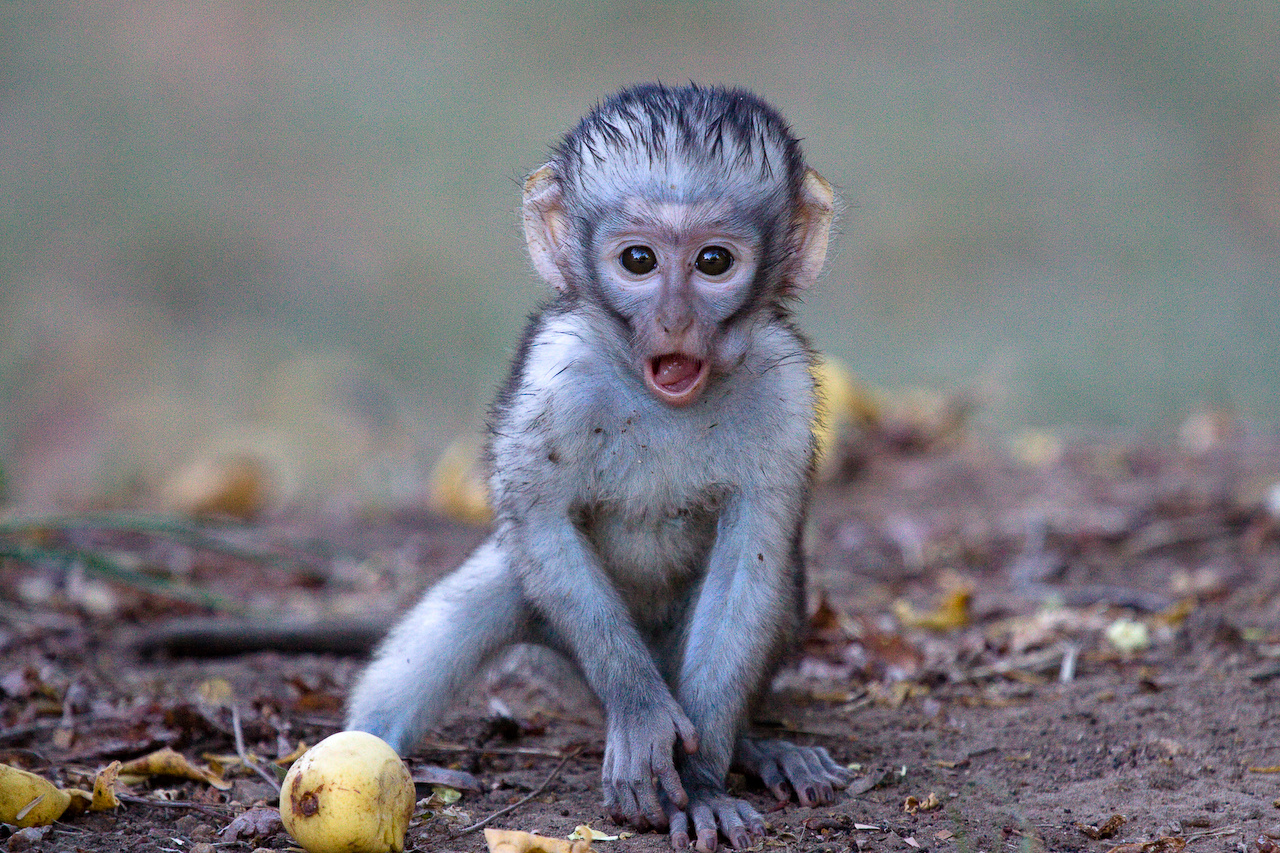 Vervet Monkey