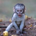 Vervet Monkey