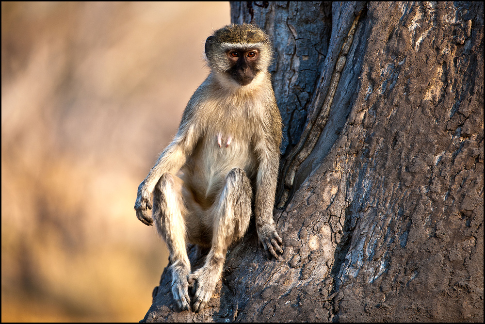 [ Vervet Monkey ]