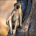 [ Vervet Monkey ]