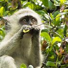 Vervet Monkey 