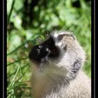 Vervet Monkey