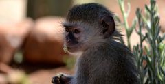 Vervet Monkey