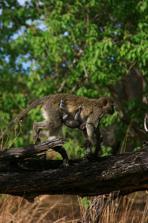 Vervet Monkey - Grüne Meerkatze