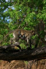 Vervet Monkey - Grüne Meerkatze