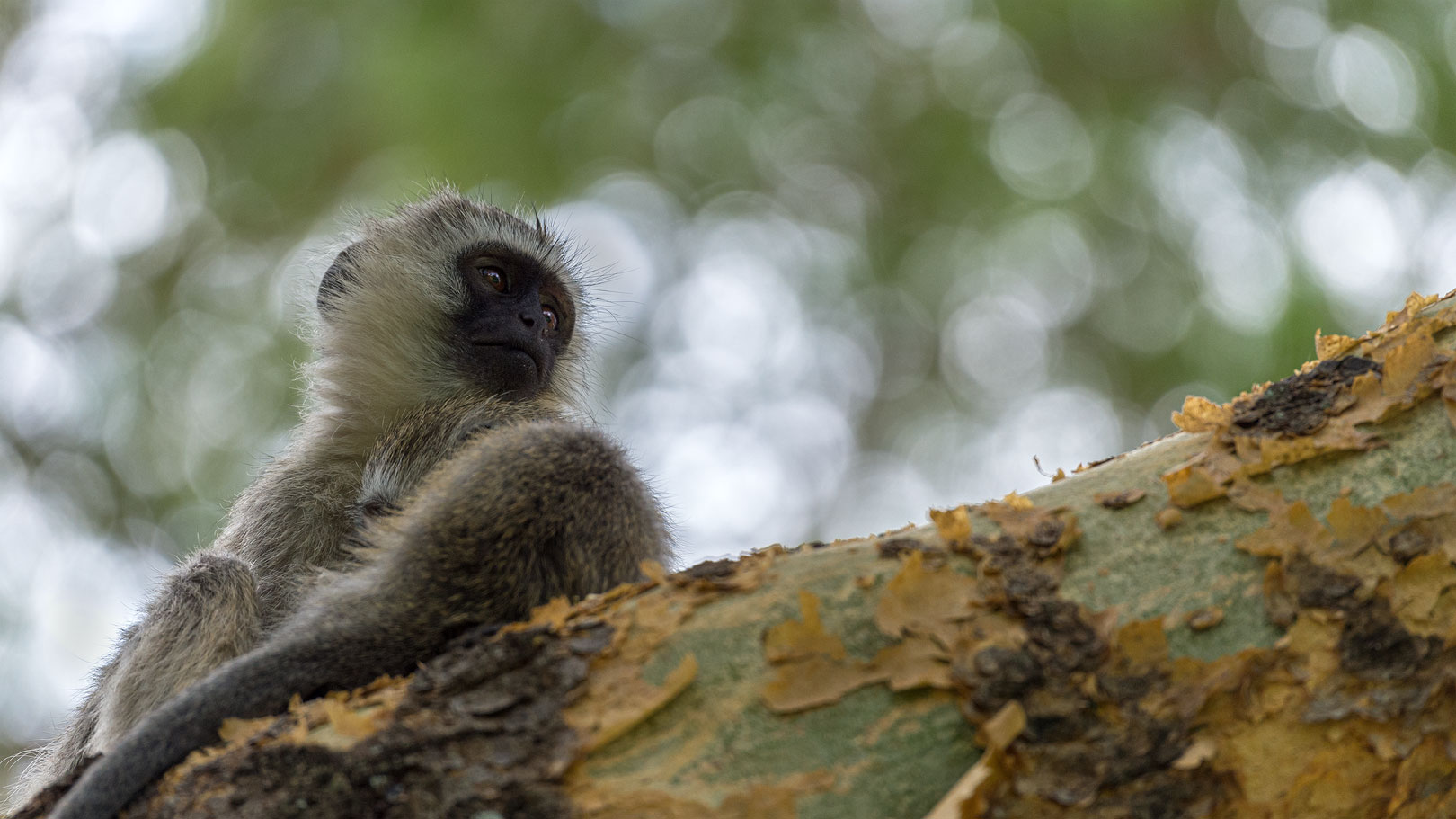 vervet monkey - Grünmeerkatze