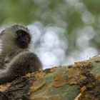 vervet monkey - Grünmeerkatze