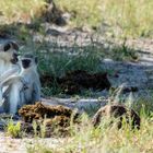 Vervet Monkey - Grunmeerkatze