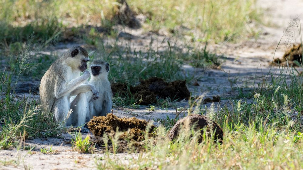 Vervet Monkey - Grunmeerkatze