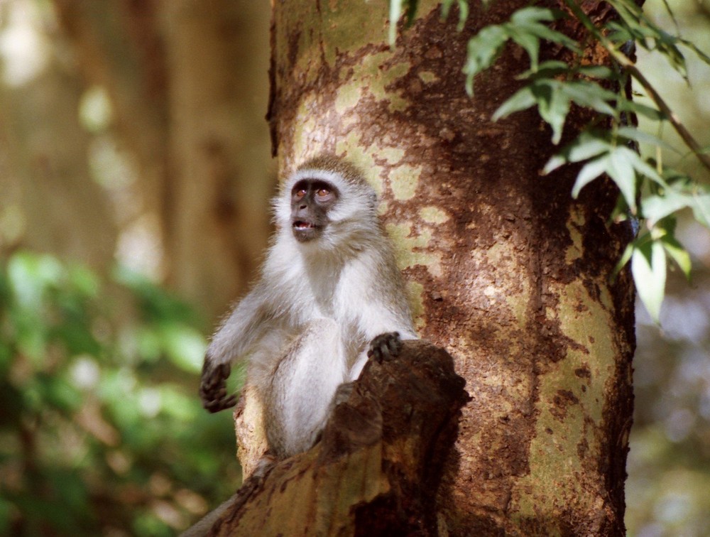 Vervet Monkey, Kenia