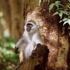 Vervet Monkey, Kenia