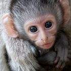 Vervet Monkey Kid