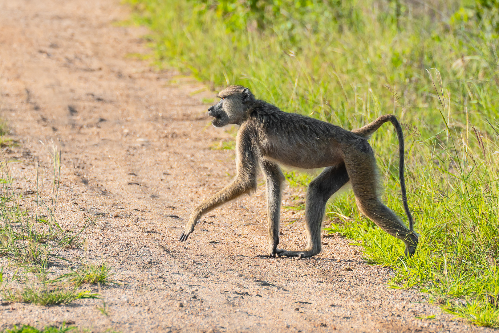 Vervet Monkey - Meerkatze