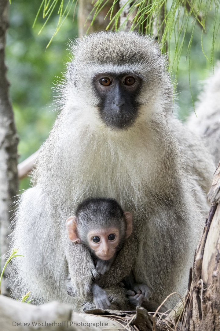 Vervet Monkey - Mother and Child