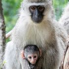Vervet Monkey - Mother and Child