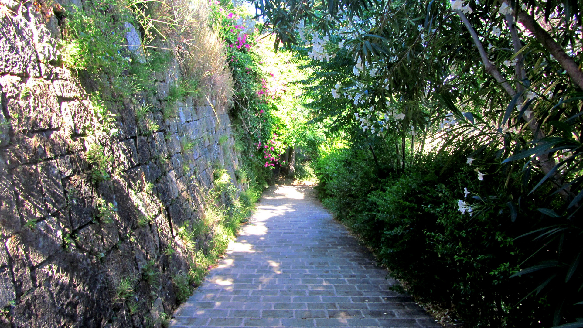 verwachsene Steinmauer