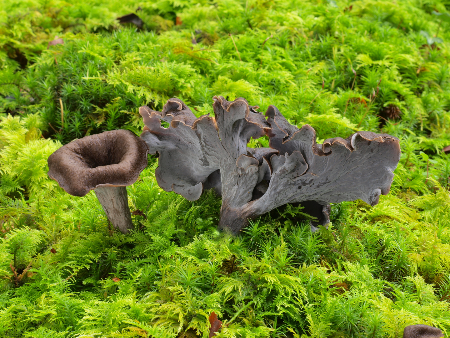 Verwachsene Totentrompete Foto &amp; Bild | natur, pilz, pilze Bilder auf ...