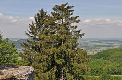 Verwachsener Blick vom Alten Staffelberg..