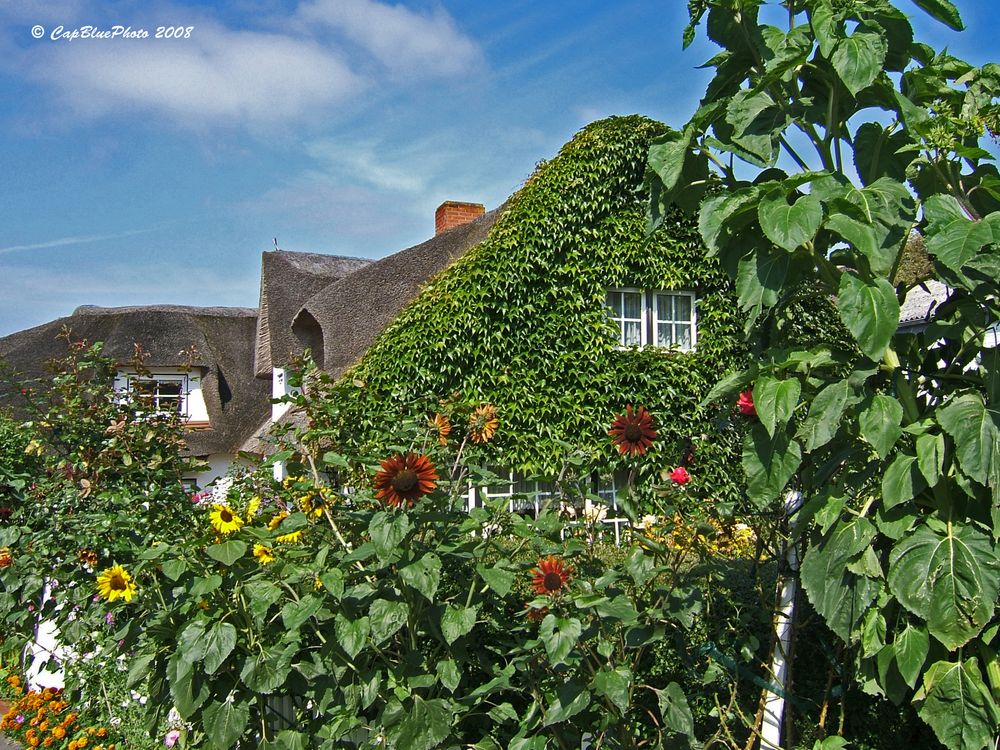 Verwachsenes Reethaus mit Sonnenblumen auf der Insel Amrum