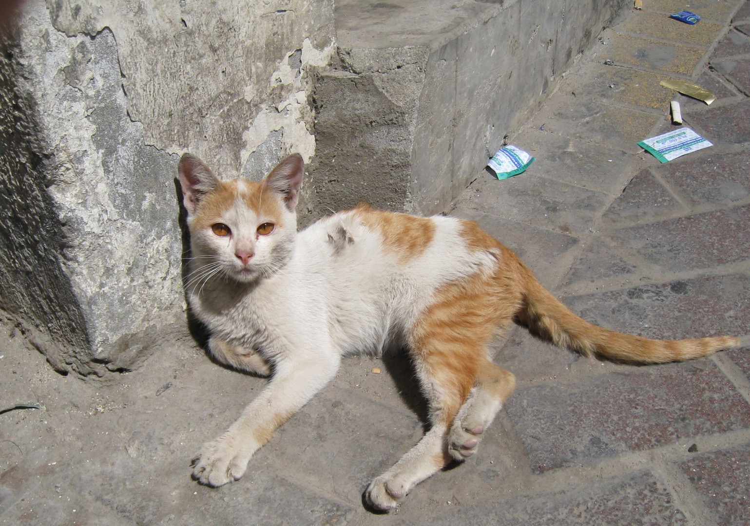 Verwahrloste Katze