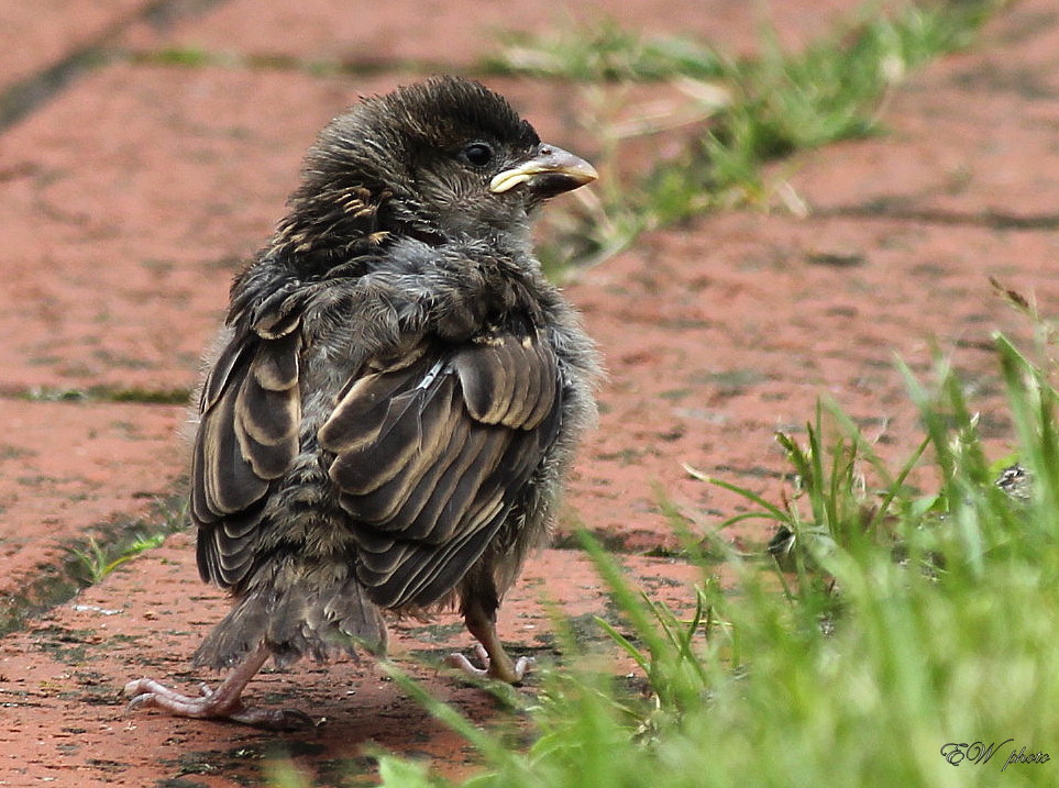 verwaistes Vogelkind...