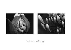 Verwandlung 2