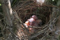 Verwandlung 2. Teil frisch geschlüpfte Jungvögel