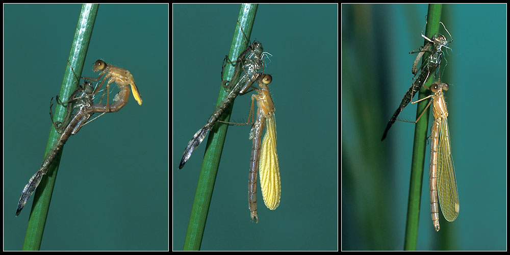 Verwandlung, Gemeine Binsenjungfer (Lestes sponsa)