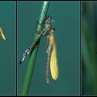 Verwandlung, Gemeine Binsenjungfer (Lestes sponsa)