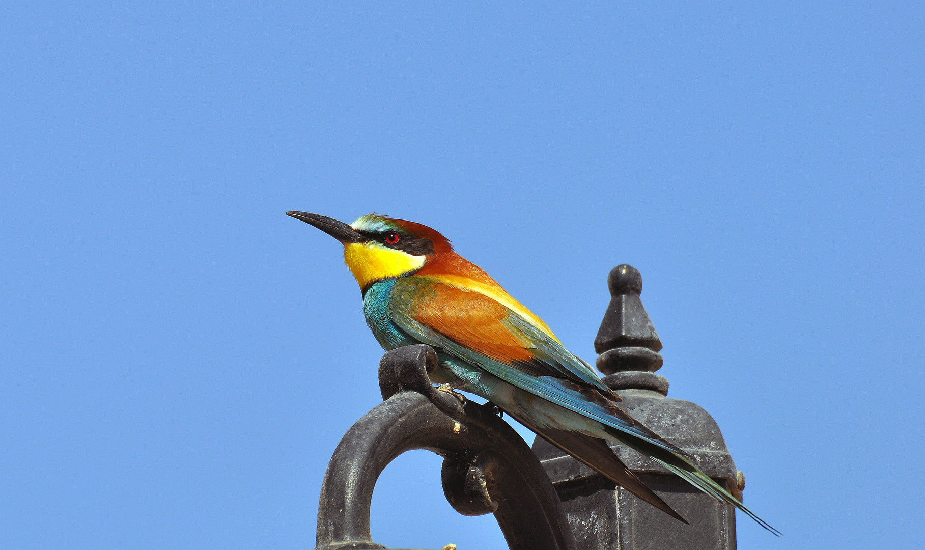 Verwandt mit dem Eisvogel?