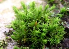 Verwandtes Goldhaarmoos (Orthotrichum affine)