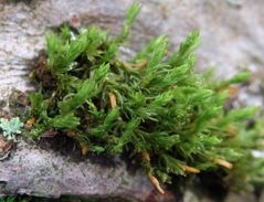 Verwandtes Goldhaarmoos (Orthotrichum affine)