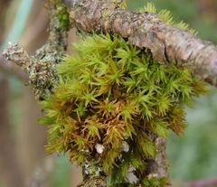 Verwandtes Goldhaarmoos (Orthotrichum affine)