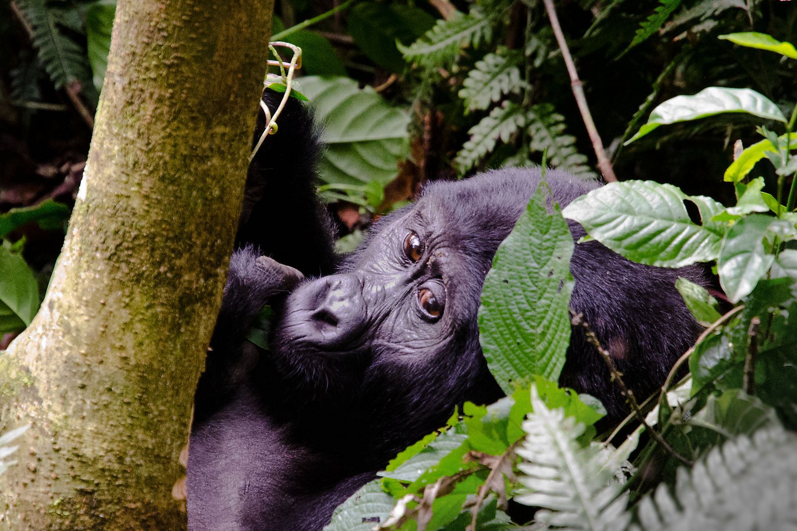 Verwandtschaft (1): Berggorilla (Bwindi Impenetrable National Park, Uganda)